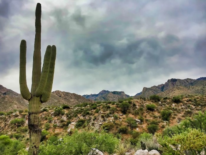 Saguaronpeast3