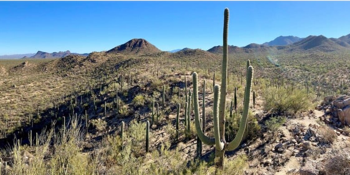 Saguaronpwest2