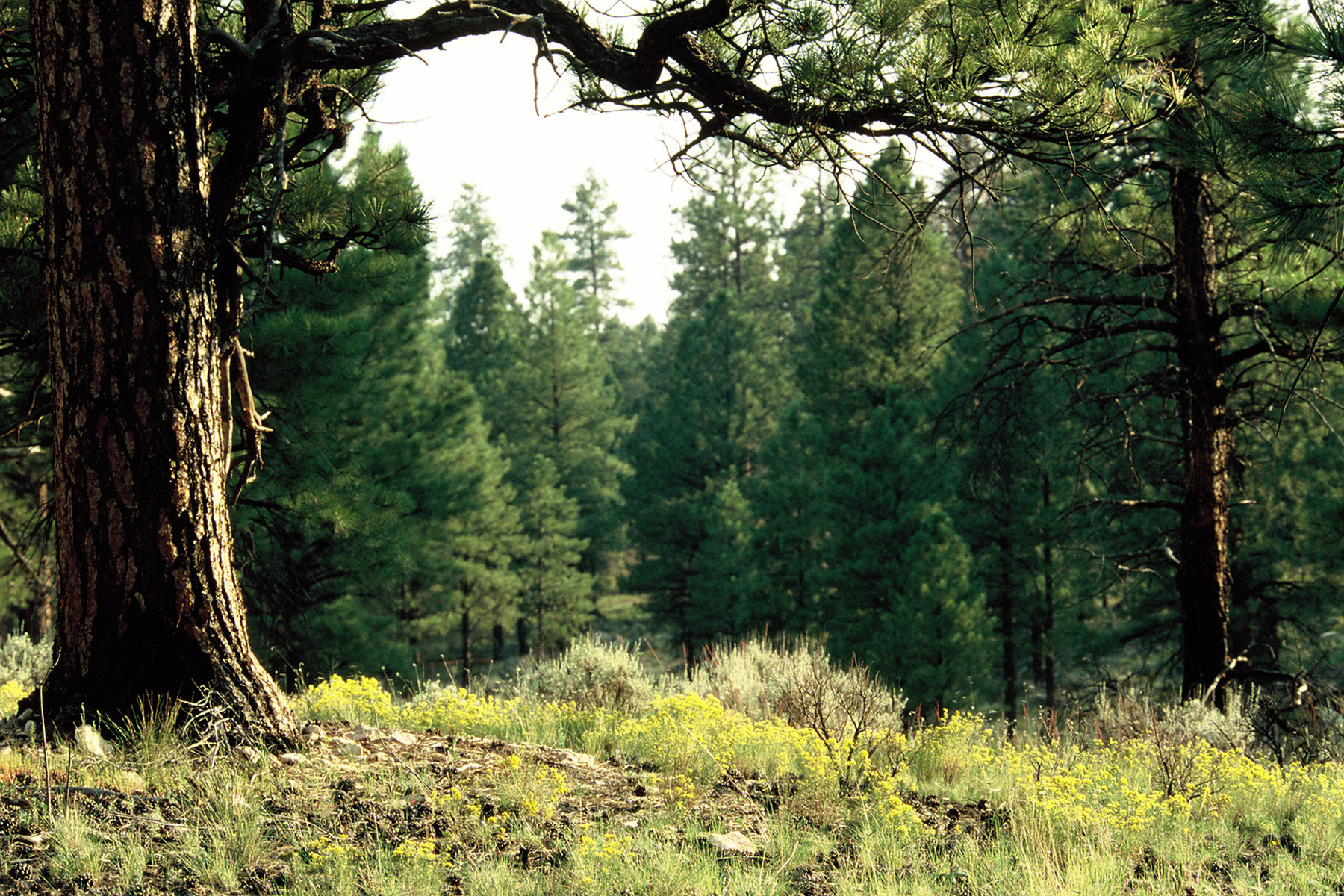 Habitats of Arizona – Arizona Birding Trail