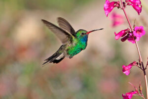 Broad-billed Hummingbird