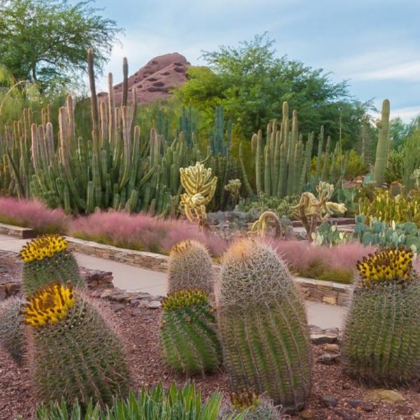 DesertBotanicalGarden3