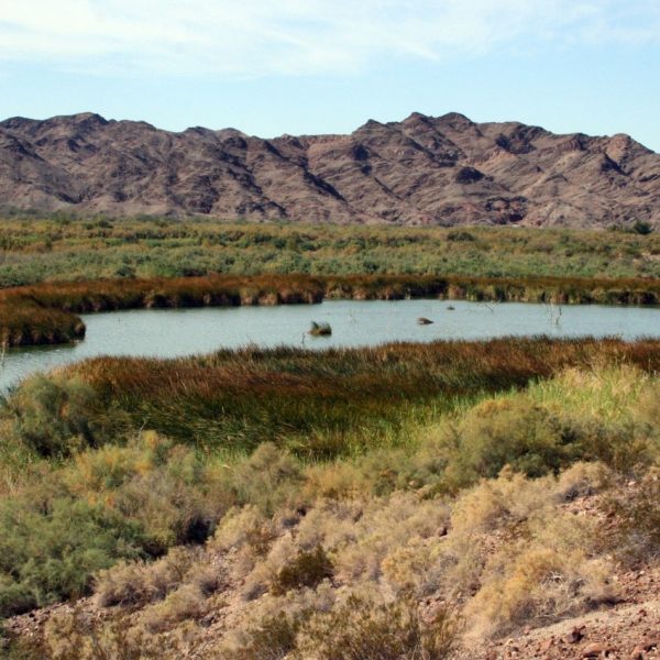 Photo:  AZ Important Birding Areas Program