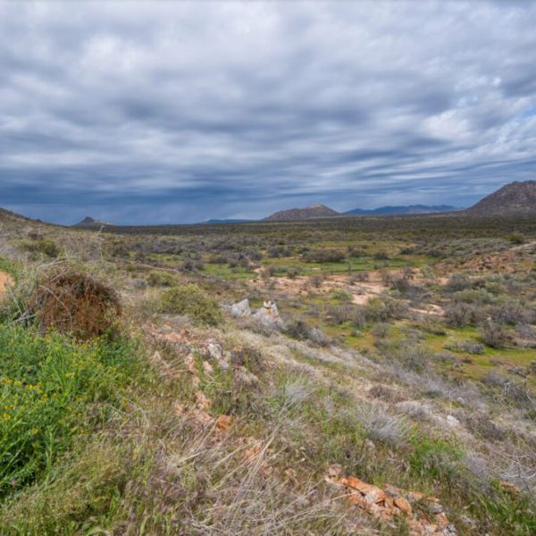 Photo:  McDowell Sonoran Conservancy