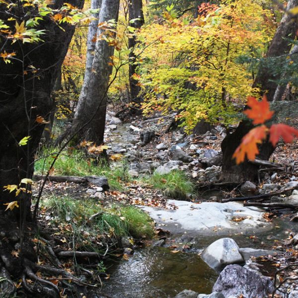 Photo:  Visit Sierra Vista