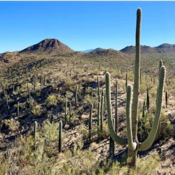 SaguaroNPWest2