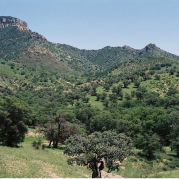 Photo: Desert Lavender