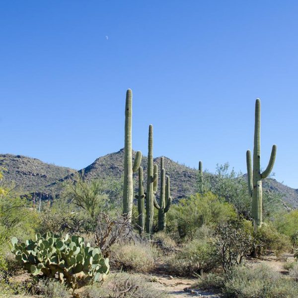 Wild Burro Trail (Photo: Discover Marana)