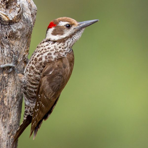 arizona-woodpecker-azbt-16-9