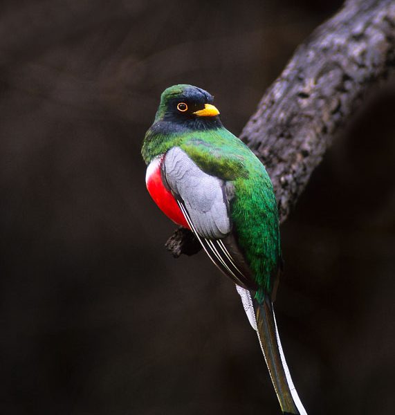 Elegant Trogon – Arizona Birding Trail