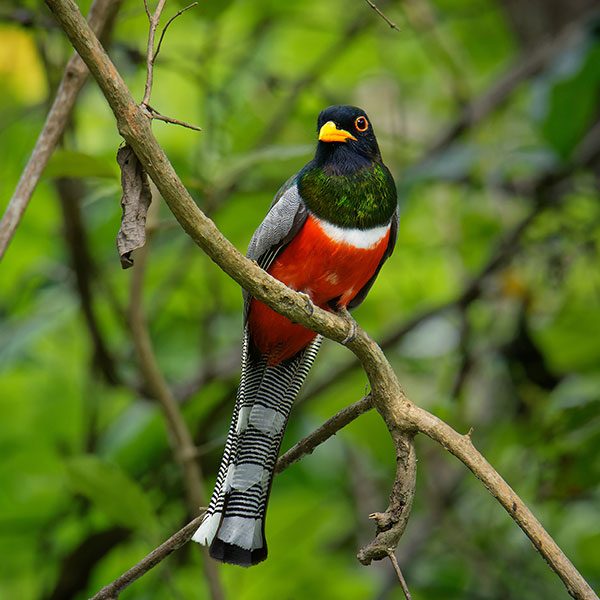 Elegant Trogon